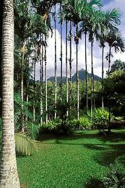 Martinique Jardin De Balata Betel Nut Palms Areca Catechu Martinique Caraibes Antilles Francaises