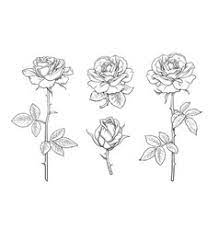 Single long stemmed rose tattoo ideas rose bud long stem roses tattoo flash, long stem rose tattoo bing images rose tattoo on forearm rose bud tattoo forearm tattoos rose tattoos tatoos flowers rose buds nara tattoo art rose bud on forearm jan thompson tattoo what others. Rose Tattoo Stem Vector Images Over 750