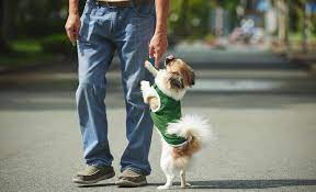 So we will consider some tips to stop a dog from jumping and nipping. How To Stop A Dog From Jumping Up On Strangers Polite Greetings