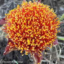 Image result for Scadoxus