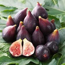 Image result for fig