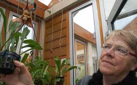 Orchidées. La passion selon Annie