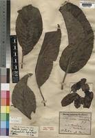 Image result for Terminalia macroptera