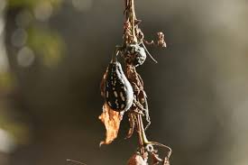 Image result for Emilia abyssinica