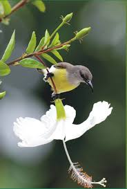 The Home Of Bird Species Em 2020 Passaro