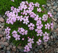 Image result for Silene abyssinica
