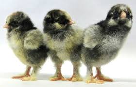 Day Old Chick Identification Meyer Hatchery