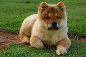 Brown dogs may come in solid dark brown, chocolate color or various shades of tinted colors. Chow Chow Names Males And Females Over 200