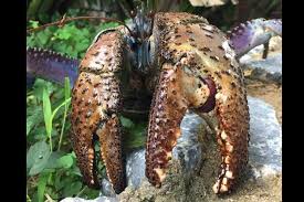 Coconut crab, the mother of nopes. Coconut Crab S Claw Can Exert Up To 336 5 Kg Of Force