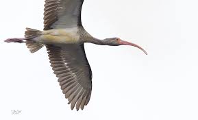 Image result for Ibis White 2017 Q1