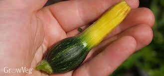 Learn a unique way to get rid of squash bugs organically, without needing to use any sprays. The Secret To Success With Zucchini