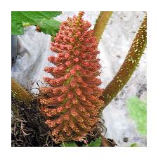 Image result for Gunnera