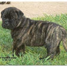 Pin By Danielle Martin On Adorable Bull Mastiff Mastiff Puppies Puppies