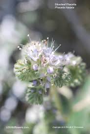 Image result for Hydrophyllaceae