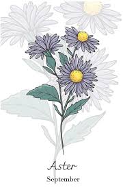 Image result for Aster