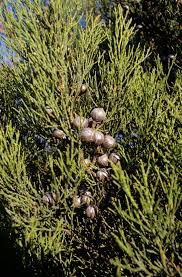 Image result for Callitris