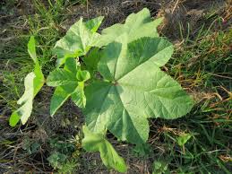 Image result for Malva verticillata