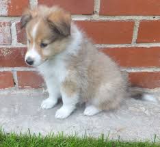 Check spelling or type a new query. Shetland Sheepdog Puppies Puppy Dog Gallery