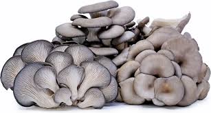 Check out tips & tricks from glad®. Oyster Mushrooms Information Recipes And Facts