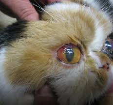 Now we look at this form of treatments for dogs & cats. Cat Eye Infection Corneal Ulcers Photo Gallery By Tencats At Pbase Com