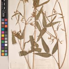 Image result for Dolichos kilimandscharicus