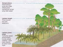Lapisan ini telah diidentifikasi sebagai tajuk kanopi (emergent), kanopi atas (upper canopy), bawah kanopi (understory), dan lantai hutan (forest floor). Tumbuh Tumbuhan Semula Jadi Dan Hidupan Liar Course Lea