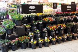 In london a lot of the best department stores are in oxford street which is famous for its shopping. Plants And Flowers For Retailers Verdel