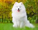 Samoyed Dog Breed Profile | Petfinder