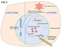 Image result for Blue 1999 AAV