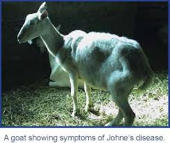 Care And Health Goats Dairy Goats Goat Farming