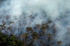 Amazon And Other Large Ecosystems At Risk Of Rapid Collapse Study In 2020 Amazon Rainforest Tropical Forest Rainforest