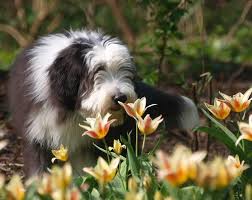 Growth Bearded Collie Puppy Weight Chart Bearded Collie