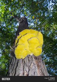 Yellow mold is a fungus that typically grows in damp, dark places. Yellow Fungus On Tree Image Photo Free Trial Bigstock