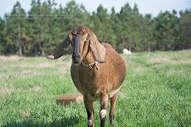 The cough could be nothing more than dusty hay (esp when feeding hay from a manger) or could be something like lungworm, upper resp, or cudding issues. Sweetlix Ketosis Or Pregnancy Toxemia In The Doe