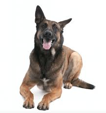 (sold to a family in baja california). Belgian Malinois Puppies For Sale In Los Angeles Malinois Puppies For Sale Malinois Puppies Belgian Malinois Puppies