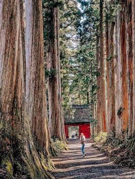 奥社参道：樹齢約400年のクモスギが並ぶ圧倒的な風景（AI 生成）