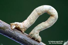 Image result for Eulithis testata