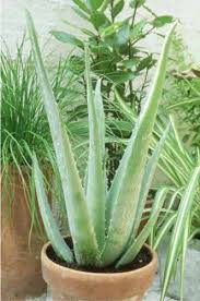Aloe vera plants need to be housed in a bright location with some direct sun in winter months. 30 Plants That Can Detoxify The Air In Your Home Aloe Vera Plant Aloe Plant Plants