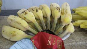 Well, this might sound bizarre. Blue Java The Banana That Tastes Like Ice Cream Howstuffworks