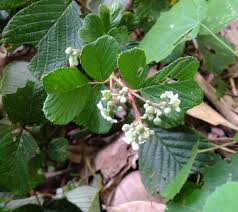 Image result for Rubus ellipticus