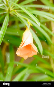 Image result for Cascabela