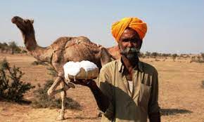 Alright, so yesterday i boiled the when the milk had been boiled in the previous night, why did it then curdle with ginger in the morning? Camel S Milk Never Curdle