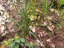 Image result for Eriospermum abyssinicum