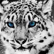 Portions of the materials used are trademarks and/or copyrighted works of the creators. 75 Hd Animals Ipad Backgrounds
