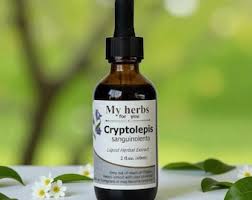 Image result for Cryptolepis obtusa