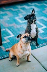 Do french bull dogs shed? Why Are My French Bulldog S Ears Down What To Do Frenchie World Shop