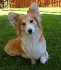 Fluffy Lady Corgi Corgi Corgi Dog Fluffy Corgi