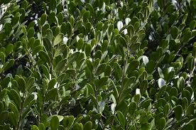 Image result for Diospyros ferrea