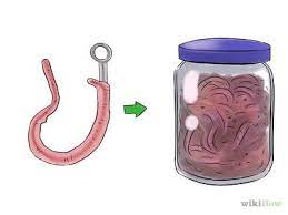 how to bait a hook with a worm bait a hook diy fishing bait fishing tips