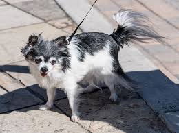 Learn all about the long coat chihuahua dog breed. Hd Wallpaper Long Haired Chihuahua Dog Pet Animal Little Small Breed Wallpaper Flare